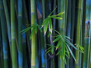 Обои бамбук, стебли, bamboo, stems разрешение 1920x1080 Загрузить