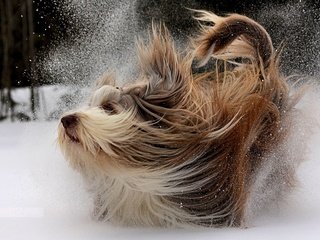 Обои снег, мордочка, взгляд, собака, йоркширский терьер, snow, muzzle, look, dog, yorkshire terrier разрешение 1920x1200 Загрузить