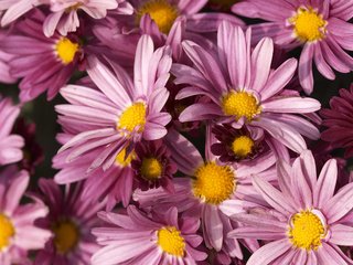 Обои цветы, лепестки, розовые, хризантемы, крупным планом, flowers, petals, pink, chrysanthemum, closeup разрешение 2560x1600 Загрузить