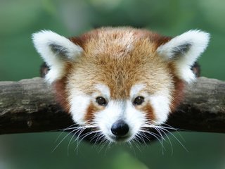 Обои ветка, животные, малая панда, branch, animals, red panda разрешение 1920x1440 Загрузить