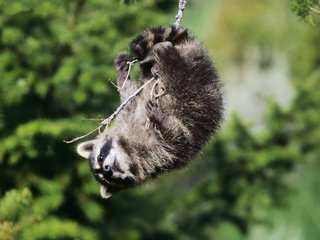 Обои ветка, взгляд, качели, енот, енот-полоскун, branch, look, swing, raccoon разрешение 1920x1200 Загрузить