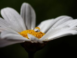 Обои капля, лепестки, ромашка, drop, petals, daisy разрешение 2560x1600 Загрузить