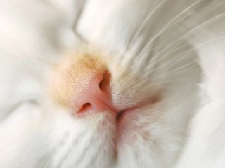 Обои кот, мордочка, усы, кошка, сон, cat, muzzle, mustache, sleep разрешение 1920x1200 Загрузить