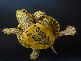 Обои макро, животные, черепаха, macro, animals, turtle разрешение 1920x1080 Загрузить