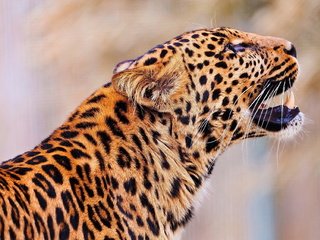 Обои кошка, гепард, cat, cheetah разрешение 1920x1278 Загрузить