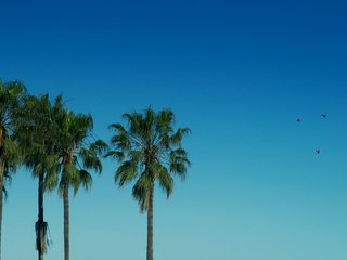 Обои небо, пальмы, птицы, the sky, palm trees, birds разрешение 1920x1200 Загрузить