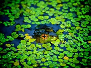 Обои пруд, лягушки, ряска, pond, frogs, duckweed разрешение 2048x1280 Загрузить