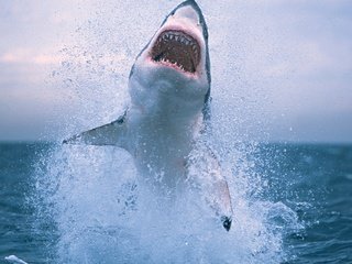 Обои океан, акула, белая акула, the ocean, shark, white shark разрешение 2048x1280 Загрузить