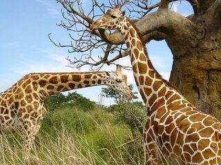 Обои небо, жирафы, трава, шея, природа, дерево, пятна, африка, пара, жираф, the sky, giraffes, grass, neck, nature, tree, spot, africa, pair, giraffe разрешение 1920x1080 Загрузить