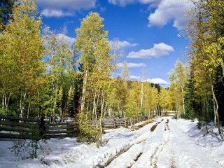 Обои дорога, деревья, снег, лес, листья, березы, весна, road, trees, snow, forest, leaves, birch, spring разрешение 1920x1080 Загрузить