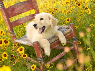 Обои цветы, природа, поле, собака, стул, щенок, золотистый ретривер, flowers, nature, field, dog, chair, puppy, golden retriever разрешение 1920x1080 Загрузить