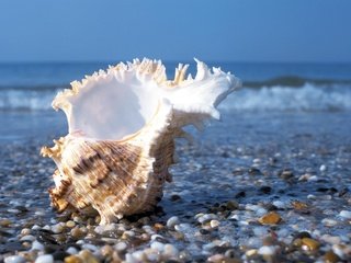 Обои камни, галька, море, пляж, ракушка, камешки, stones, pebbles, sea, beach, shell разрешение 1920x1191 Загрузить