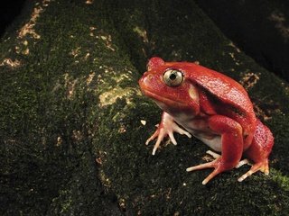 Обои красная, лягушка, мох, окрас, необычная, жаба, земноводные, red, frog, moss, color, unusual, toad, amphibians разрешение 1920x1200 Загрузить