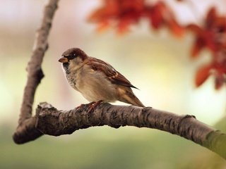 Обои ветка, осень, птица, клюв, воробей, перья, branch, autumn, bird, beak, sparrow, feathers разрешение 1920x1200 Загрузить