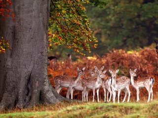 Обои олени, бэмби, deer, bambi разрешение 1920x1200 Загрузить