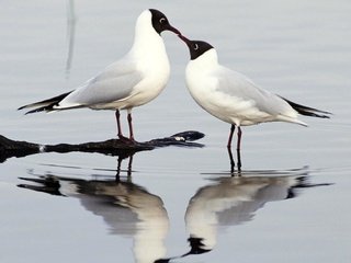 Обои вода, отражение, птицы, клюв, перья, чайки, water, reflection, birds, beak, feathers, seagulls разрешение 1920x1200 Загрузить