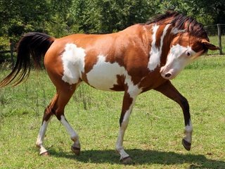 Обои лошадь, конь, жеребец, horse, stallion разрешение 1920x1200 Загрузить