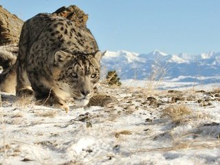 Обои горы, снег, природа, кошка, взгляд, снежный барс, ирбис, mountains, snow, nature, cat, look, snow leopard, irbis разрешение 1920x1200 Загрузить