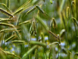 Обои природа, макро, роса, капли, колосья, рожь, злаки, nature, macro, rosa, drops, ears, rye, cereals разрешение 1920x1200 Загрузить