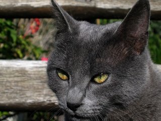 Обои глаза, морда, кот, кошка, взгляд, забор, голубая, русская, eyes, face, cat, look, the fence, blue, russian разрешение 1920x1200 Загрузить