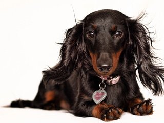 Обои взгляд, собака, белый фон, уши, ошейник, такса, look, dog, white background, ears, collar, dachshund разрешение 1920x1200 Загрузить