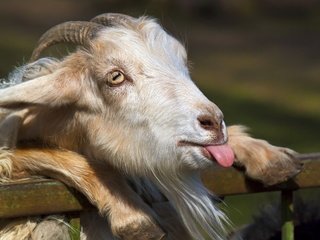 Обои природа, забор, коза, юмор, язык, смех, козел, nature, the fence, goat, humor, language, laughter разрешение 1920x1200 Загрузить