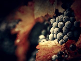 Обои листья, виноград, роса, капли, гроздья, leaves, grapes, rosa, drops, bunches разрешение 1920x1200 Загрузить