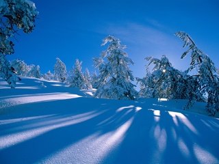 Обои снег, синий фон, лес, сосна, зима, голубое небо, склон, ель, холм, сугробы, тени, snow, blue background, forest, pine, winter, blue sky, slope, spruce, hill, the snow, shadows разрешение 1999x1333 Загрузить