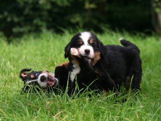 Обои трава, игра, щенки, собаки, бернский зенненхунд, grass, the game, puppies, dogs, bernese mountain dog разрешение 2560x1600 Загрузить