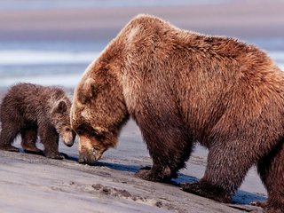 Обои медведь, мишка, мама, медведи, сын, бурый медведь, бурые медведи, bear, mom, bears, son, brown bear, brown bears разрешение 2560x1600 Загрузить