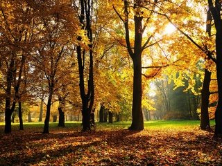 Обои свет, тени, деревья, солнце, природа, листья, лучи, парк, осень, light, shadows, trees, the sun, nature, leaves, rays, park, autumn разрешение 1920x1200 Загрузить