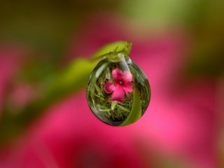 Обои трава, стебель, вода, природа, цветок, роса, капля, листок, розовый, grass, stem, water, nature, flower, rosa, drop, leaf, pink разрешение 2048x1588 Загрузить