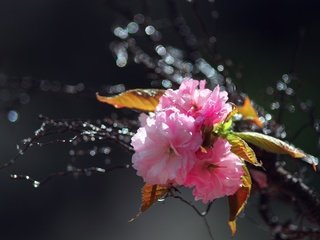 Обои цветы, вода, ветка, цветение, капли, весна, розовые, сакура, flowers, water, branch, flowering, drops, spring, pink, sakura разрешение 2560x1600 Загрузить