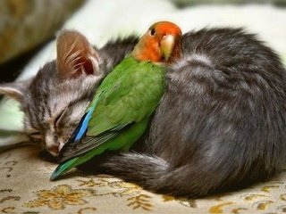 Обои кот, кошка, птица, клюв, перья, попугай, друзья, cat, bird, beak, feathers, parrot, friends разрешение 1920x1281 Загрузить