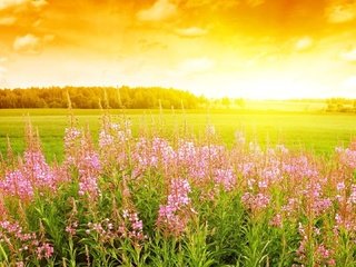 Обои цветы, облака, солнце, лес, поле, поляна, иван-чай, кипрей, flowers, clouds, the sun, forest, field, glade, ivan-tea, fireweed разрешение 1920x1080 Загрузить