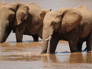 Обои вода, слон, слоны, водопой, хобот, water, elephant, elephants, drink, trunk разрешение 3588x2464 Загрузить