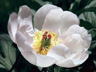 Обои лепестки, мак, пион, белый цветок, petals, mac, peony, white flower разрешение 2048x1375 Загрузить