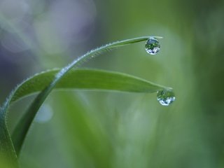 Обои трава, макро, роса, капля, травинки, grass, macro, rosa, drop разрешение 1920x1080 Загрузить