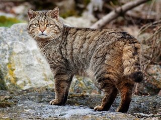 Обои дикий кот, возле камня, wild cat, near stone разрешение 1920x1080 Загрузить