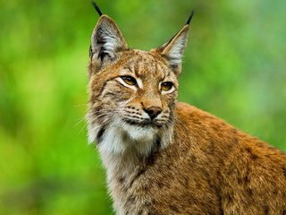 Обои морда, рысь, взгляд, уши, кисточки, европейская, face, lynx, look, ears, brush, european разрешение 2560x1440 Загрузить