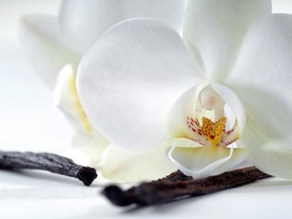 Обои цветок, лепестки, орхидея, flower, petals, orchid разрешение 2560x1600 Загрузить