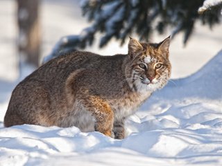 Обои снег, зима, рысь, snow, winter, lynx разрешение 1920x1200 Загрузить