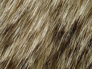 Обои текстура, мех, animal texture, фон на рабочий, текстура меха, texture, fur, background desktop, the texture of the fur разрешение 2560x1600 Загрузить