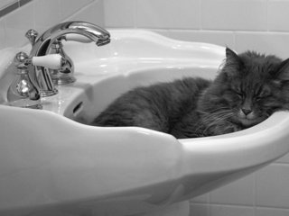 Обои кошка, спит, раковина, cat, sleeping, sink разрешение 1920x1200 Загрузить