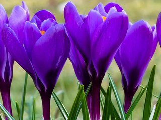 Обои цветы, крокусы, крокус, сиреневые, весенние, flowers, crocuses, krokus, lilac, spring разрешение 2048x1152 Загрузить