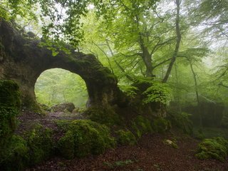 Обои деревья, природа, лес, скала, туман, арка, trees, nature, forest, rock, fog, arch разрешение 1920x1281 Загрузить