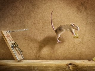 Обои полет, сыр, мышь, мышеловка, flight, cheese, mouse, mousetrap разрешение 1920x1080 Загрузить