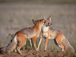 Обои природа, лиса, лисицы, nature, fox, foxes разрешение 1920x1200 Загрузить