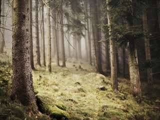 Обои деревья, природа, лес, туман, trees, nature, forest, fog разрешение 2047x1236 Загрузить