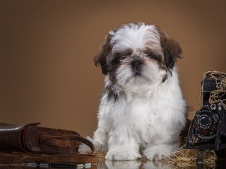 Обои ретро, собака, щенок, фотоаппарат, ши-тцу, retro, dog, puppy, the camera, shih tzu разрешение 4219x2790 Загрузить